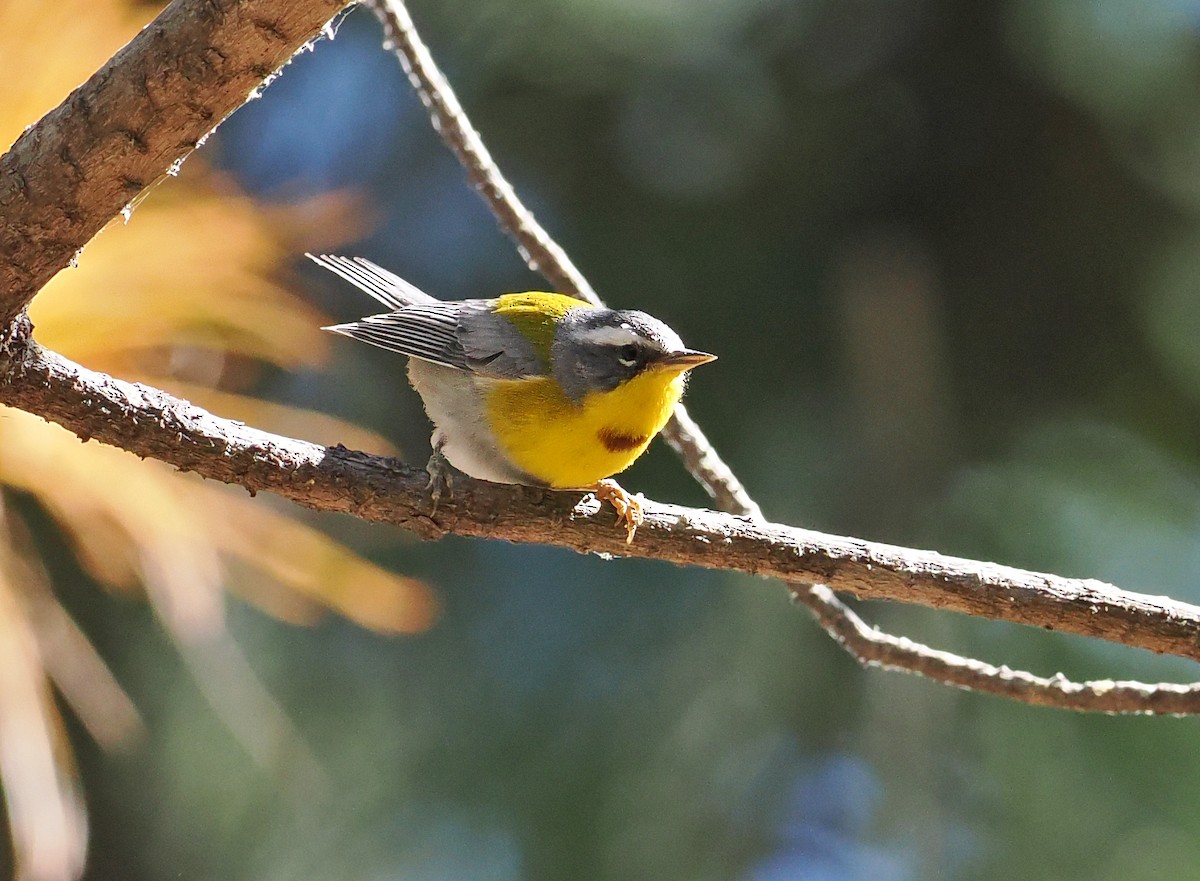 Crescent-chested Warbler - ML637211640