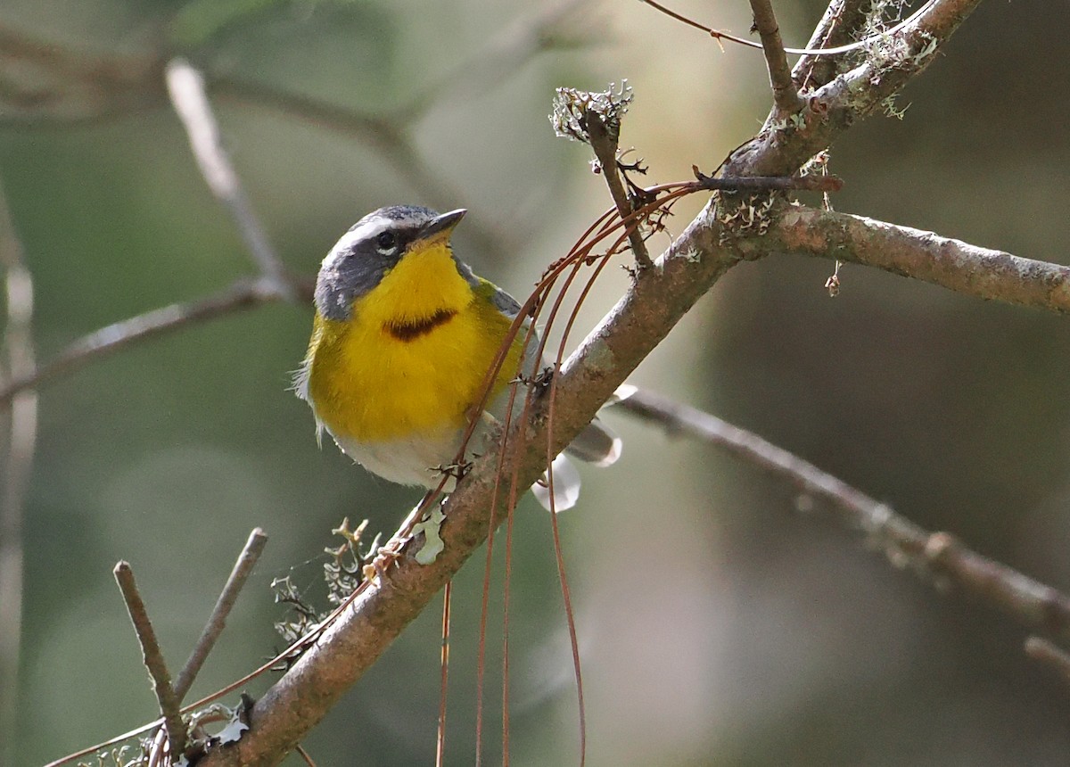 Crescent-chested Warbler - ML637211641