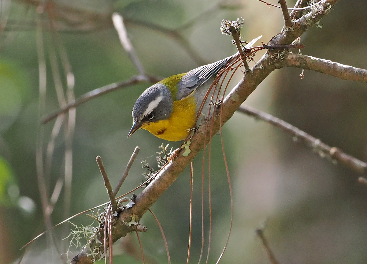 Crescent-chested Warbler - ML637211642