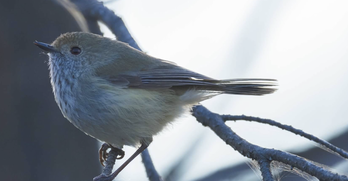 Brown Thornbill - ML637211661