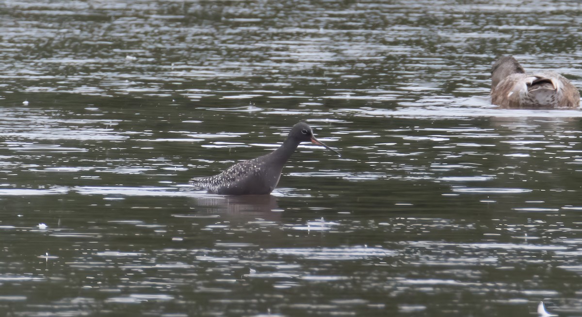 Spotted Redshank - ML637211704