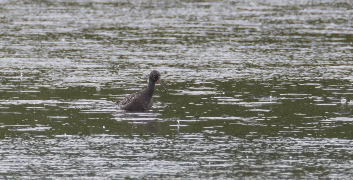 Spotted Redshank - ML637211705