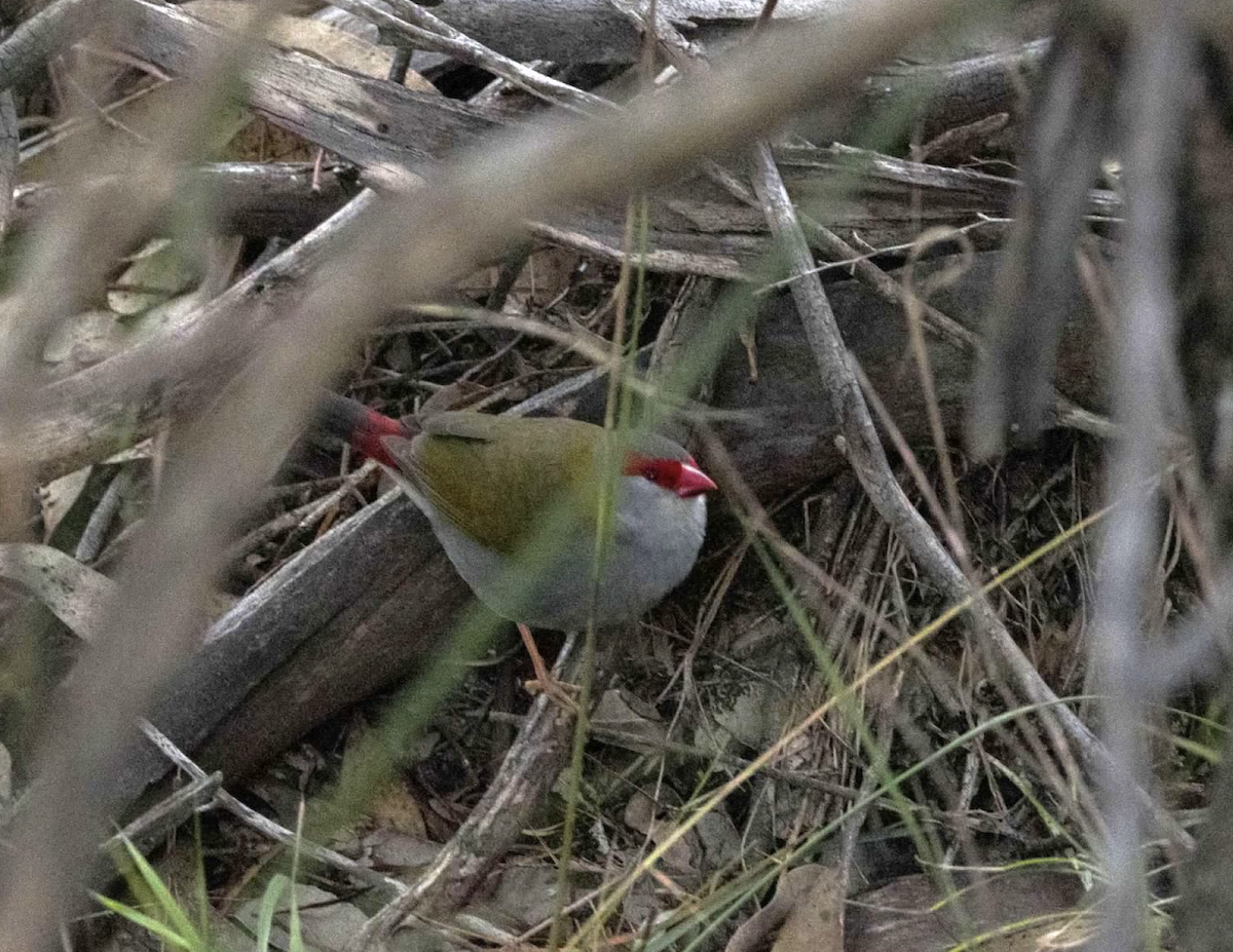 Red-browed Firetail - ML637211744
