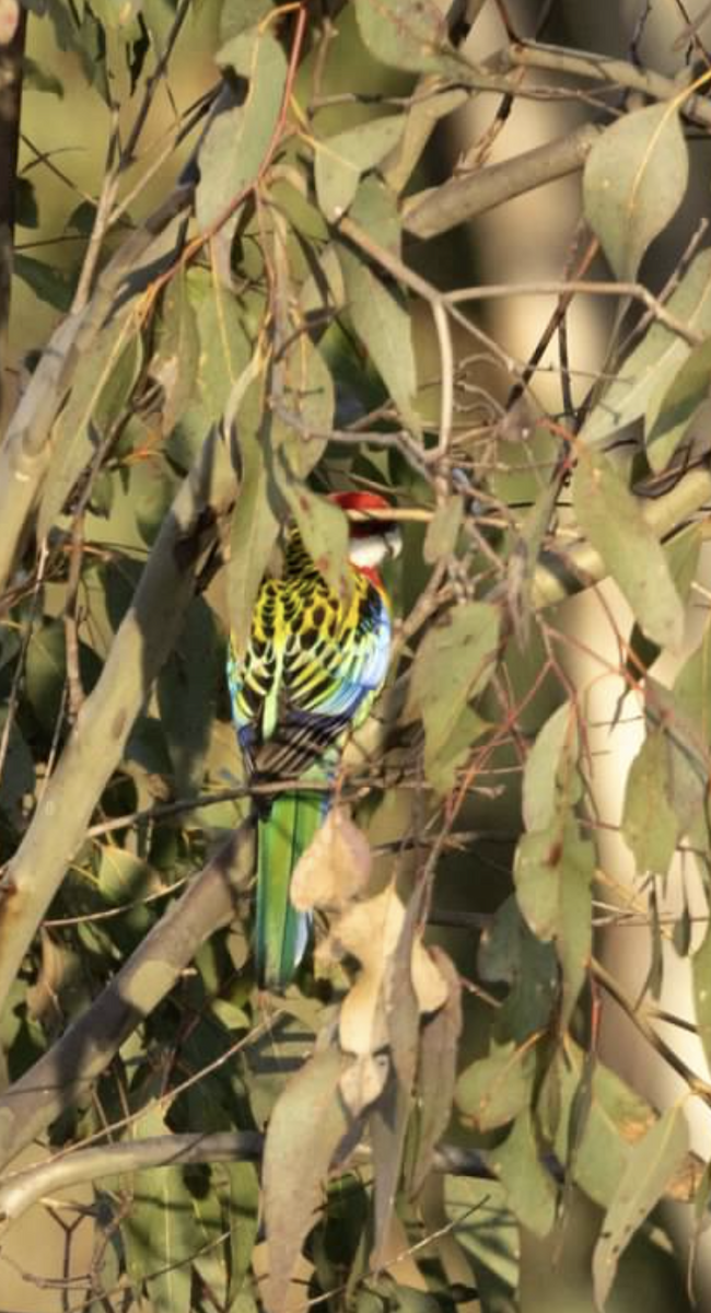 Eastern Rosella - ML637211797