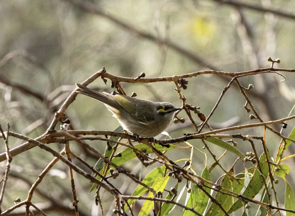 Yellow-faced Honeyeater - ML637211820