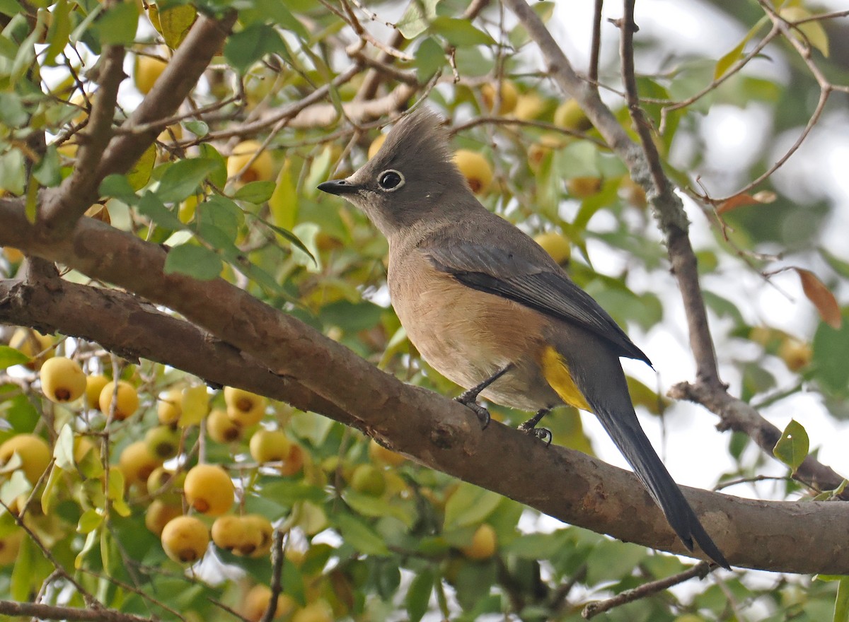 Gray Silky-flycatcher - ML637211830