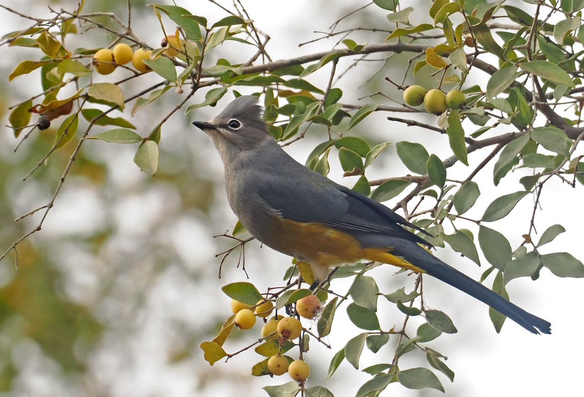 Gray Silky-flycatcher - ML637211831