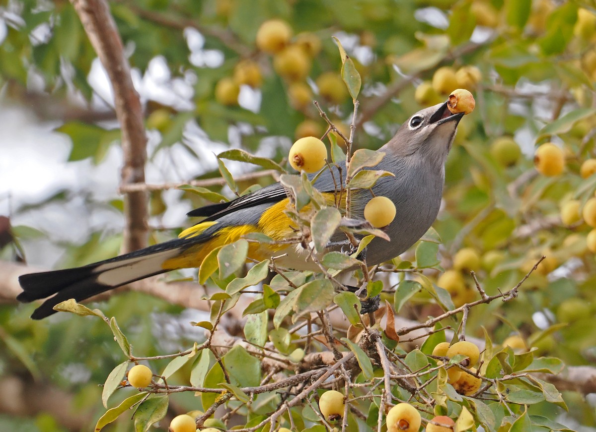Gray Silky-flycatcher - ML637211834