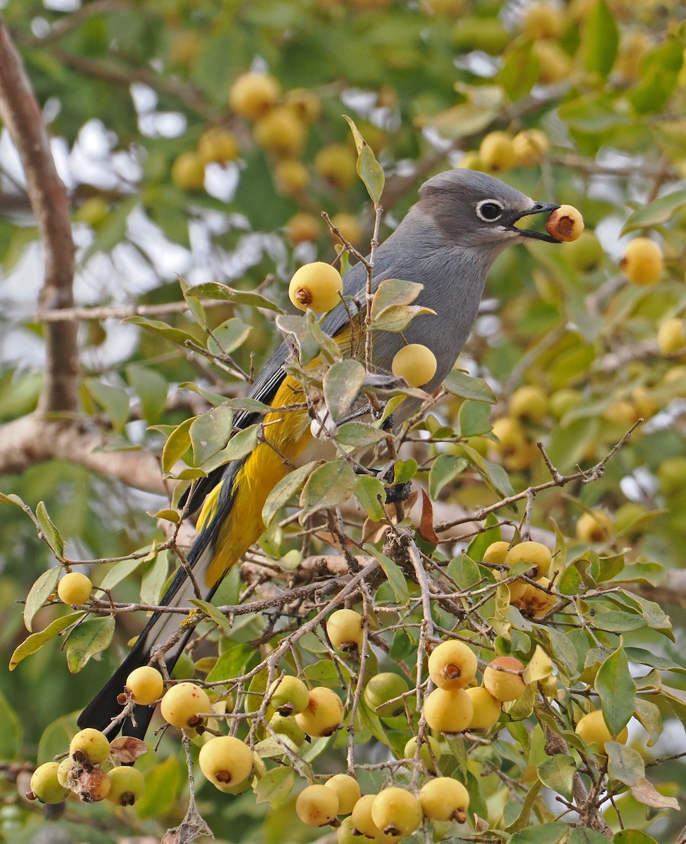 Gray Silky-flycatcher - ML637211840
