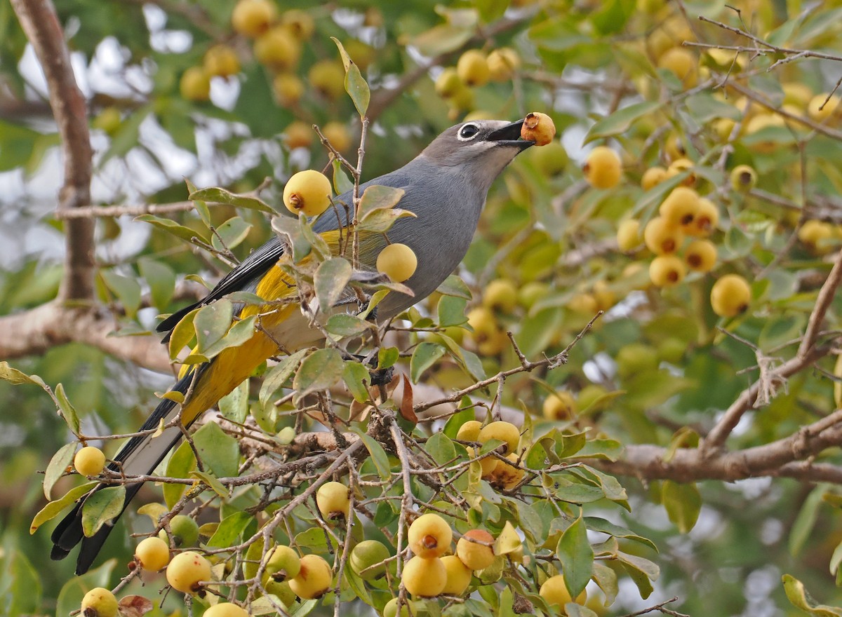 Gray Silky-flycatcher - ML637211841