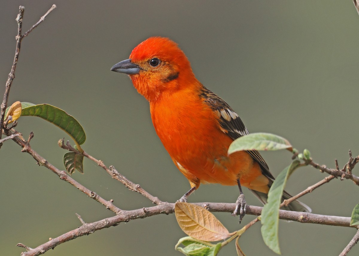 Flame-colored Tanager - ML637211857