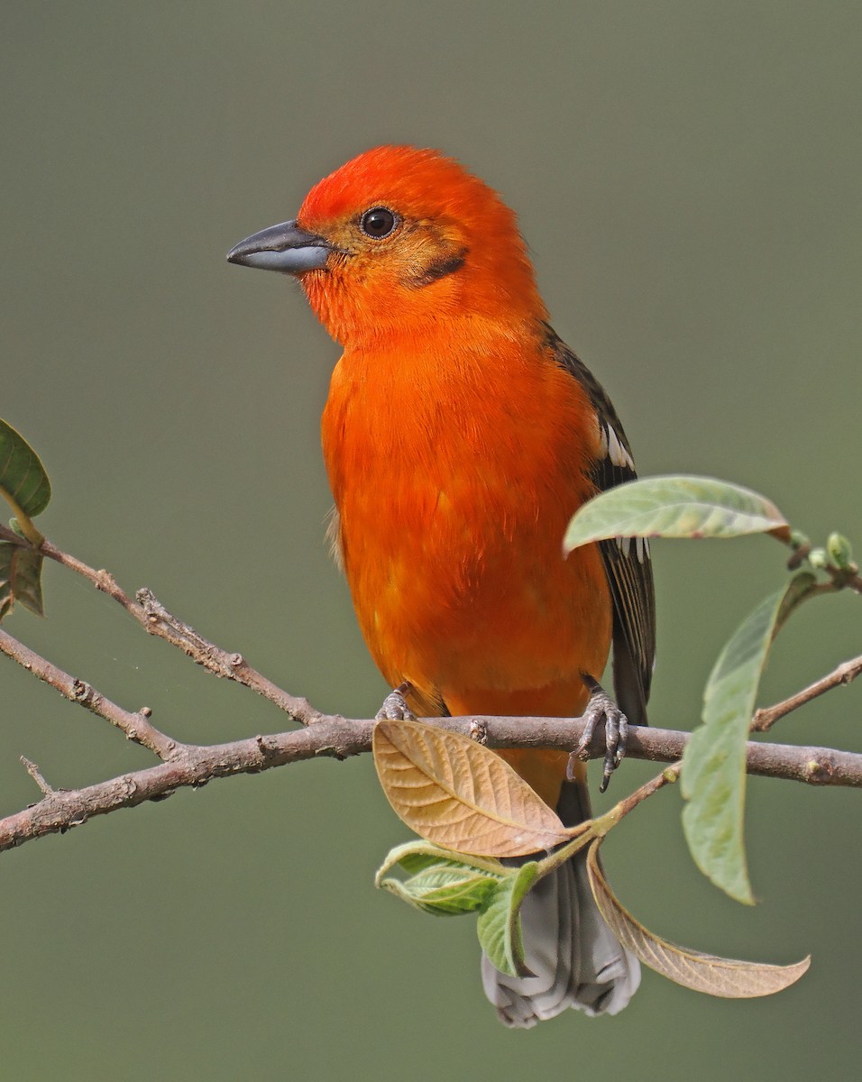 Flame-colored Tanager - ML637211858