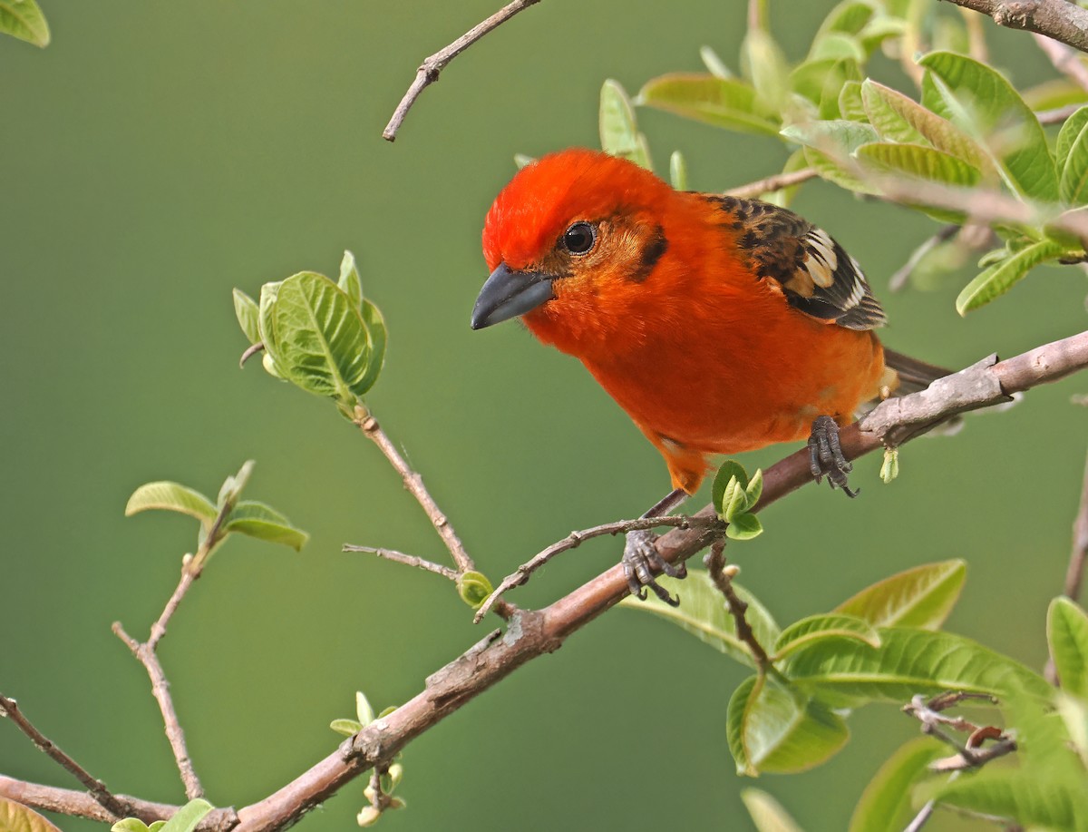 Flame-colored Tanager - ML637211859