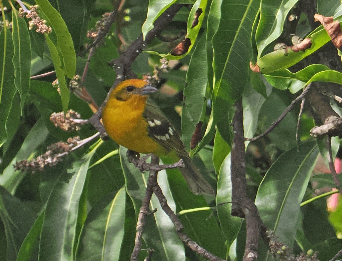 Flame-colored Tanager - ML637211860