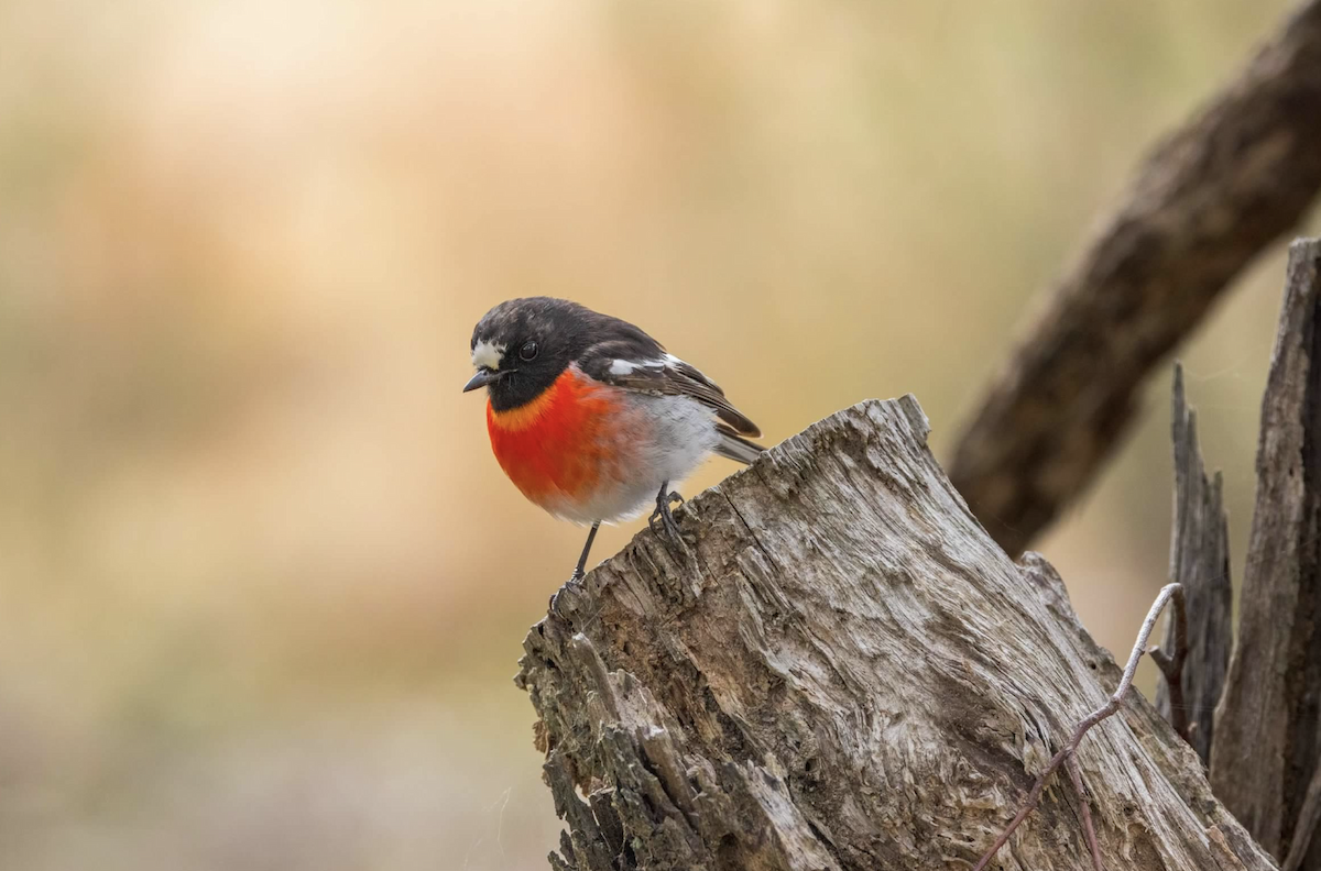 Scarlet Robin - ML637211878