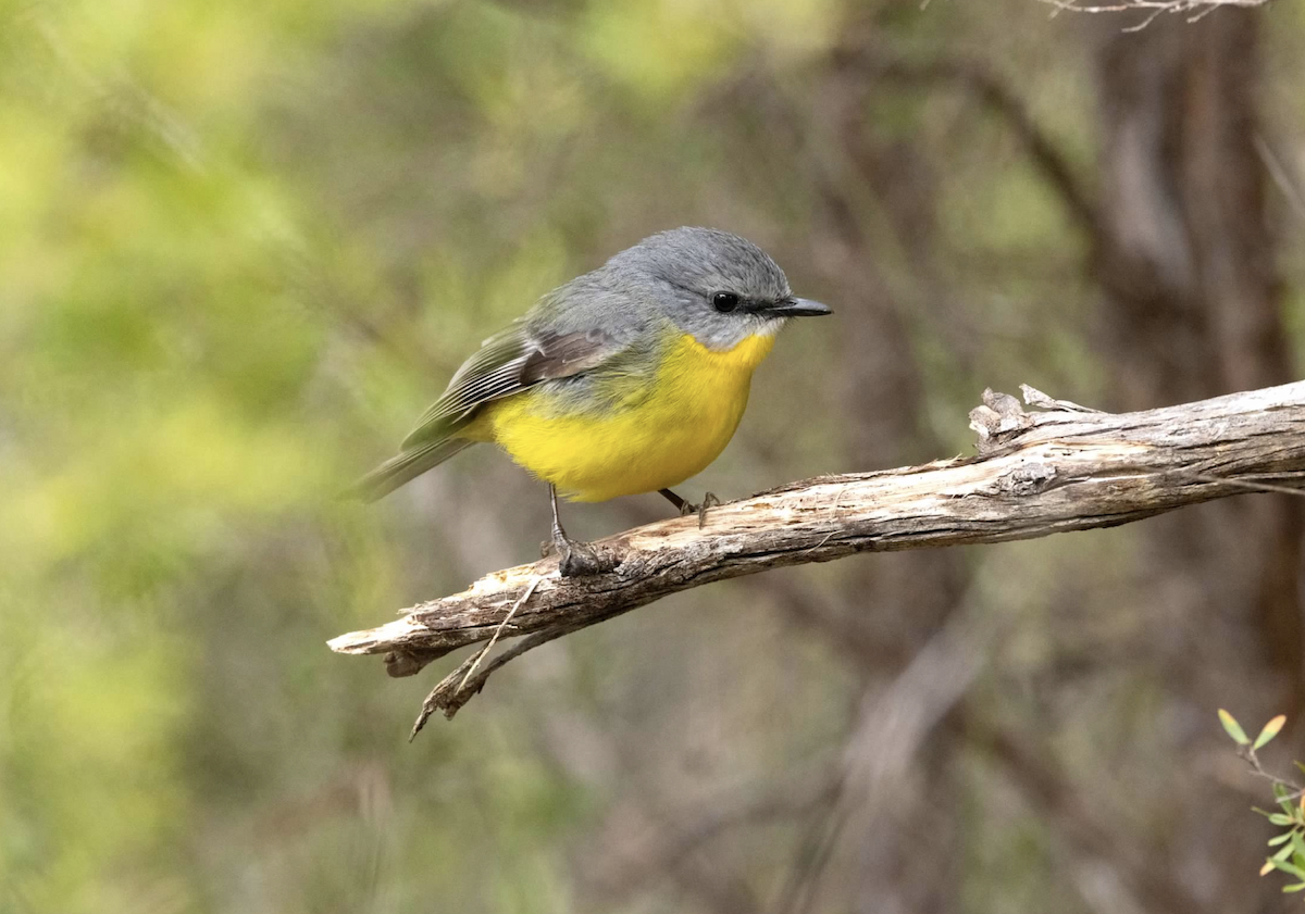 Eastern Yellow Robin - ML637211911
