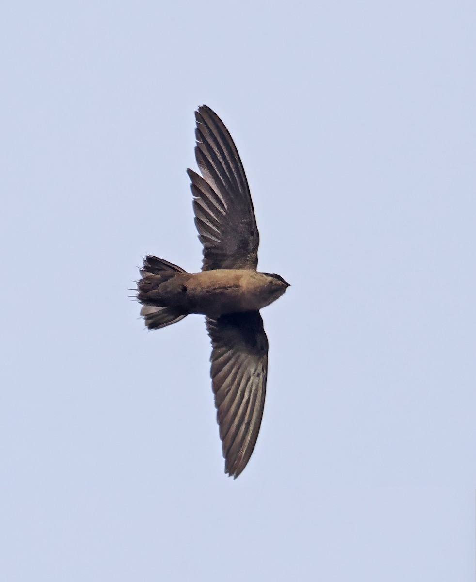 Vaux's Swift - ML637211936