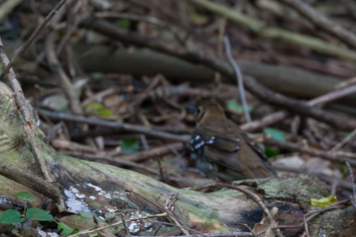Spotted Ground-Thrush - ML637211944