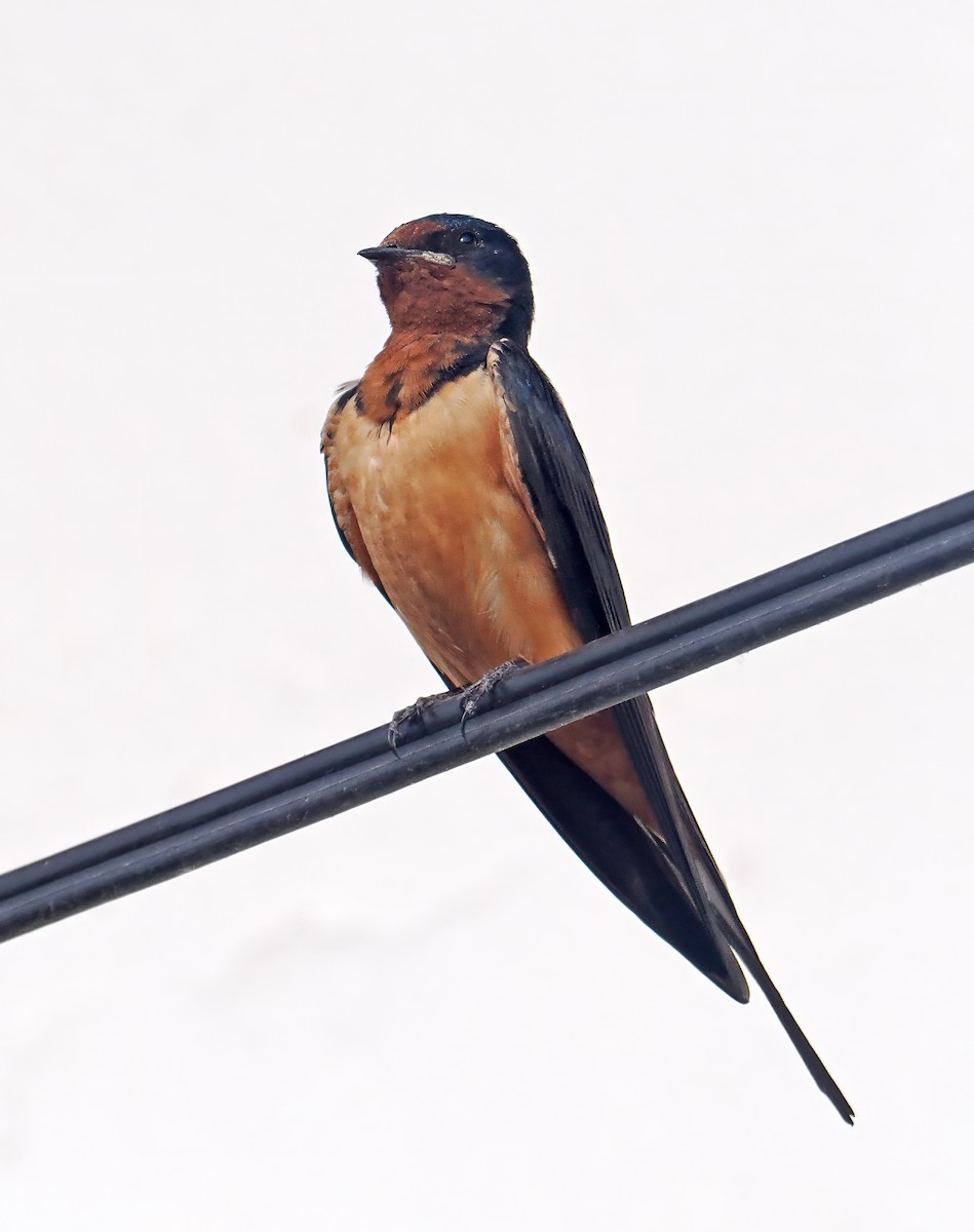 Barn Swallow (American) - ML637211959
