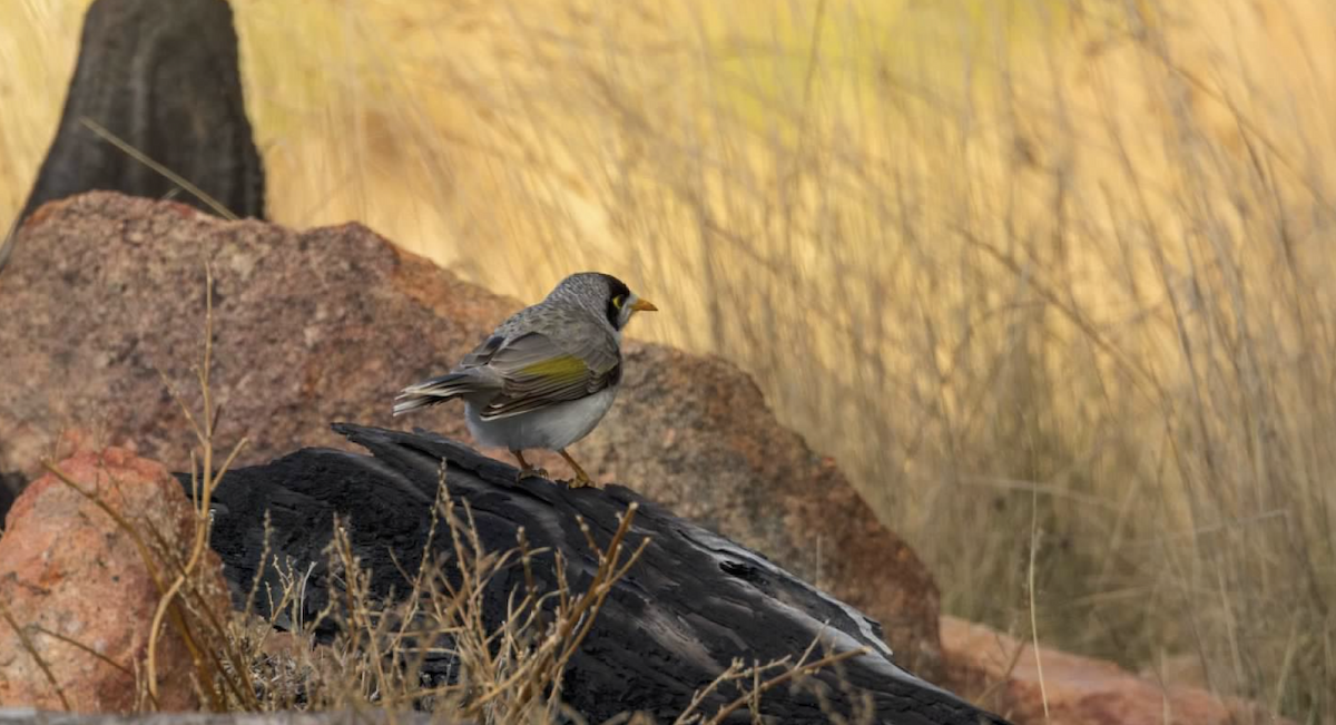 Noisy Miner - ML637211978