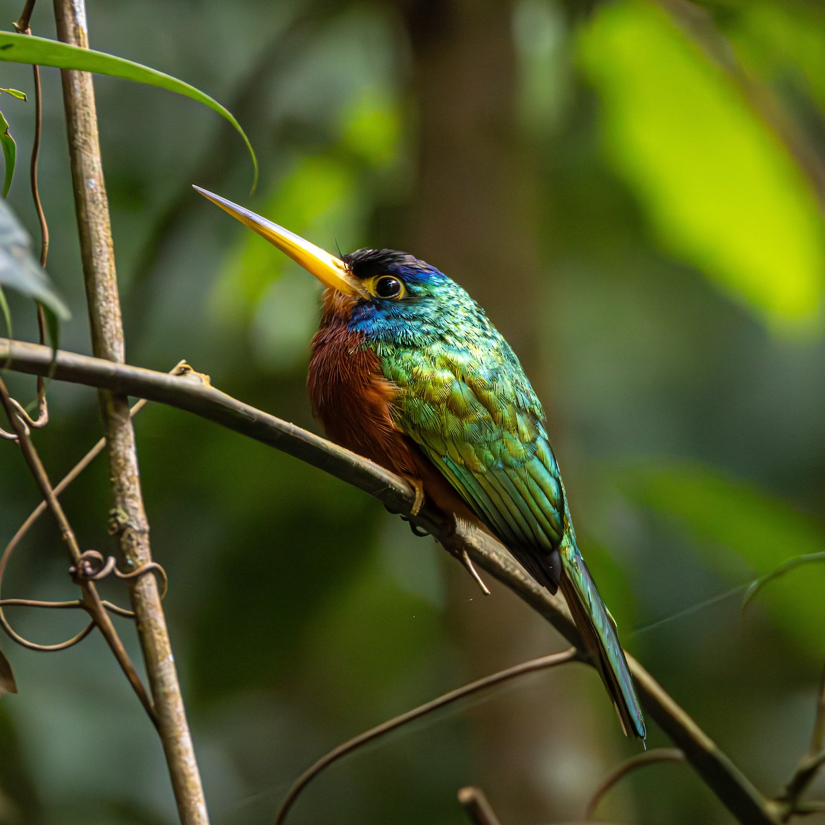 Blue-cheeked Jacamar - ML637212025