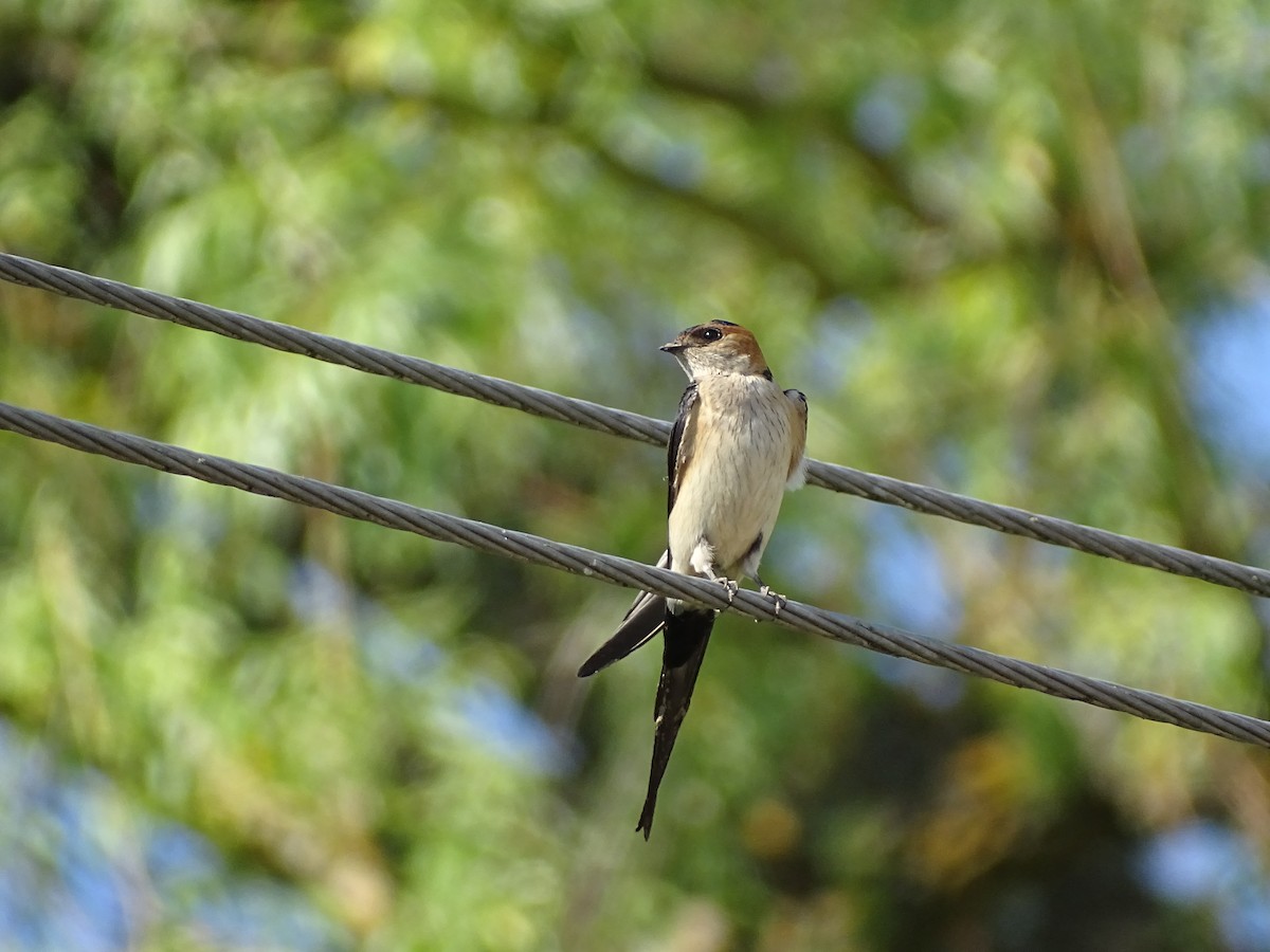 European Red-rumped Swallow - ML637212045