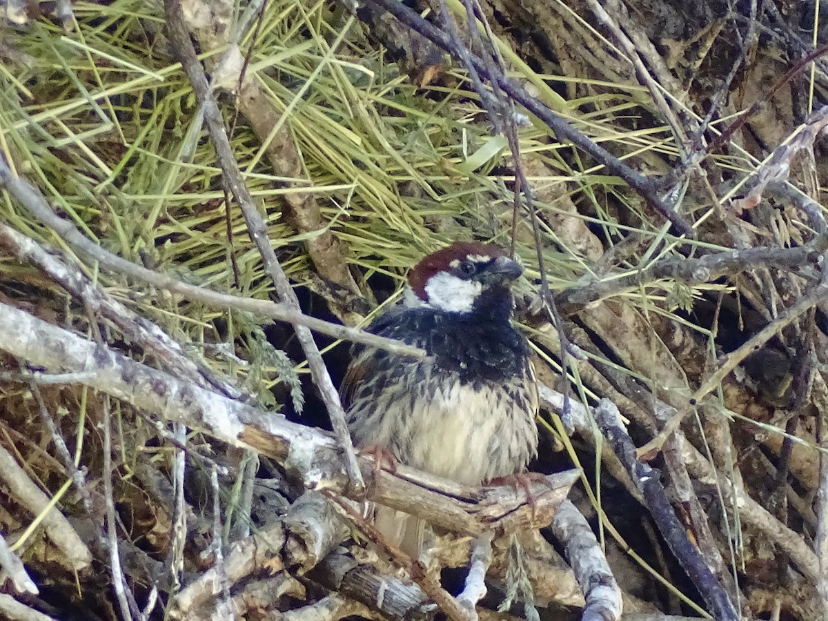 Spanish Sparrow - ML637212055