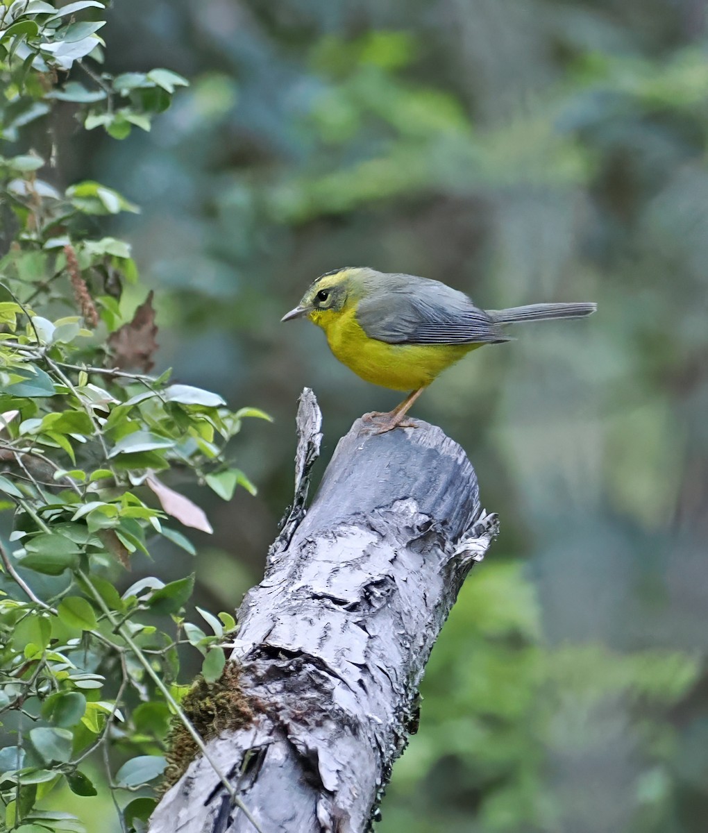Golden-crowned Warbler - ML637212100