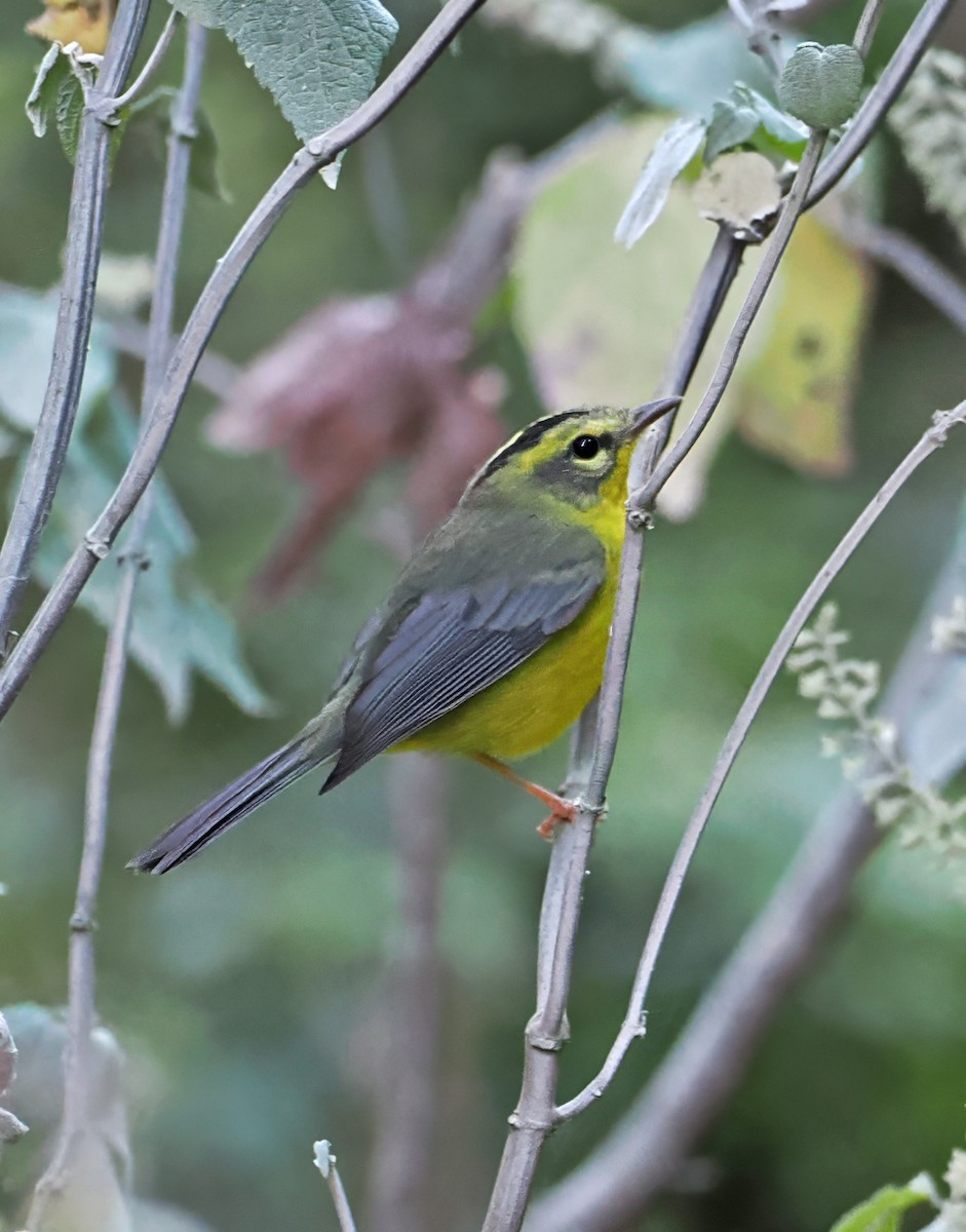 Golden-crowned Warbler - ML637212101