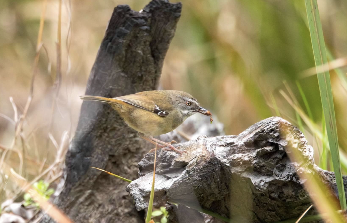 White-browed Scrubwren - ML637212105
