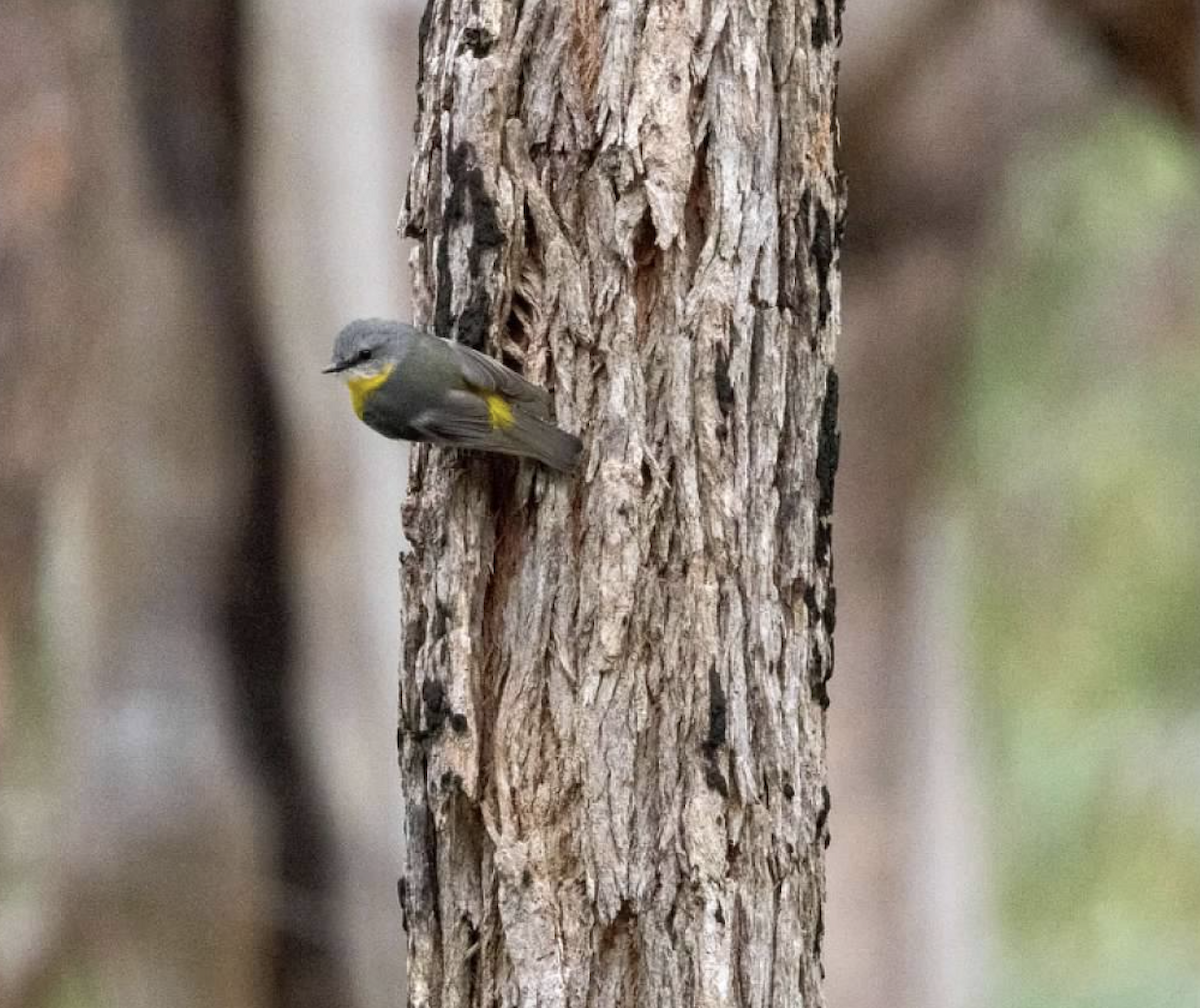 Eastern Yellow Robin - ML637212149