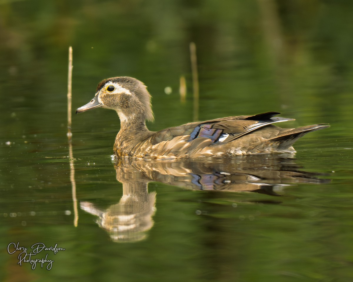 Wood Duck - ML637212151