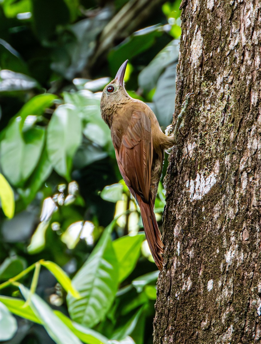 Uniform Woodcreeper - ML637212166