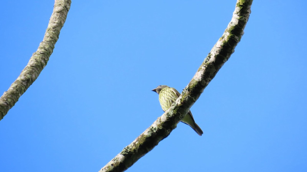 Bare-throated Bellbird - ML637212201