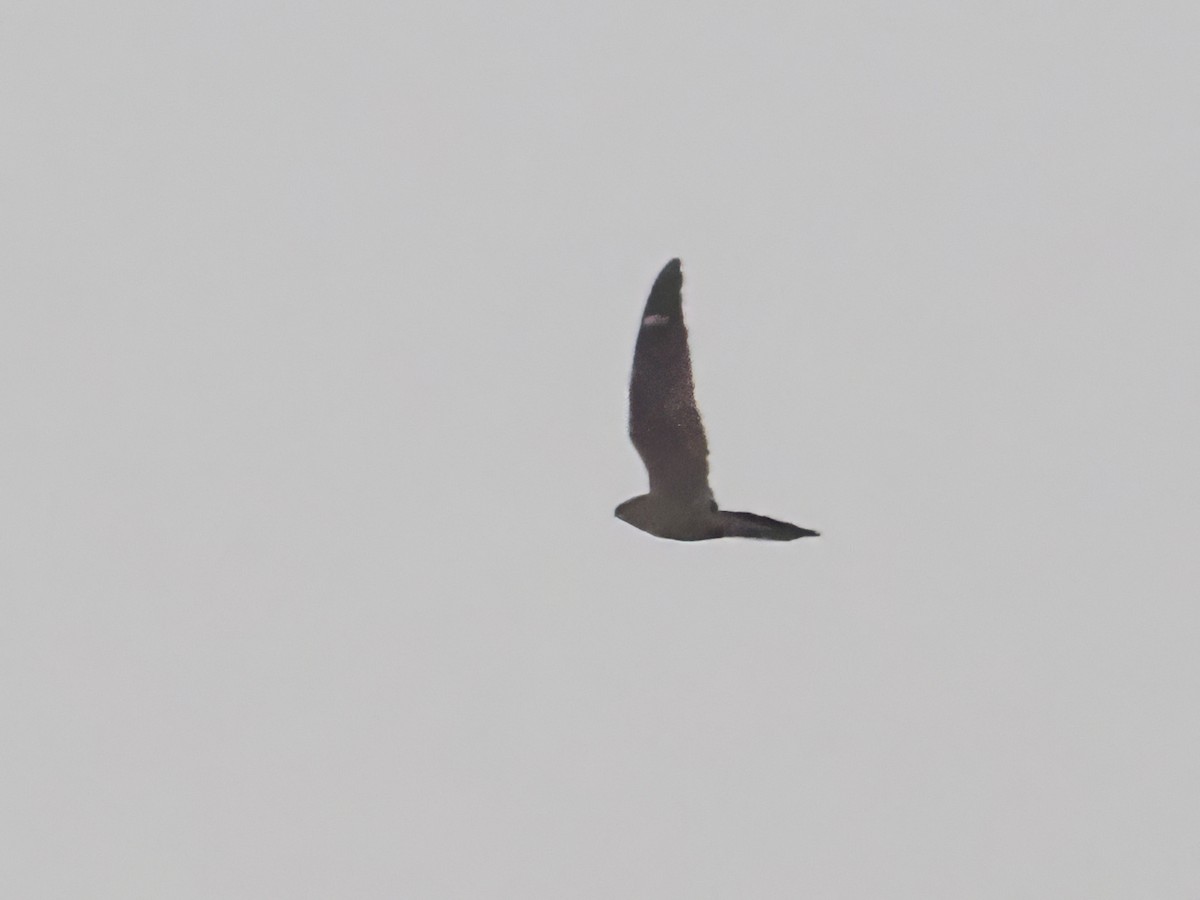 Lesser Nighthawk - ML637212206