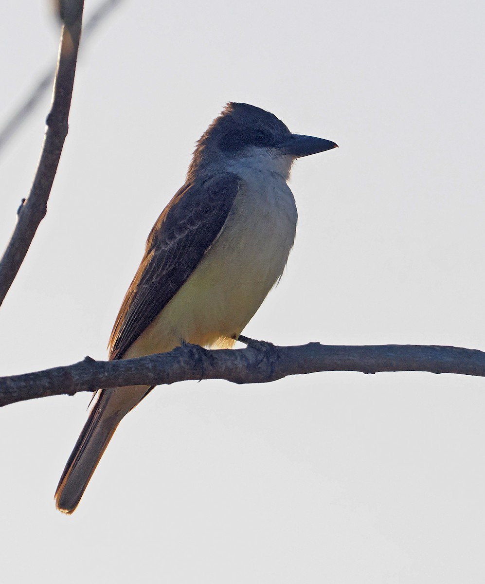 Thick-billed Kingbird - ML637212209