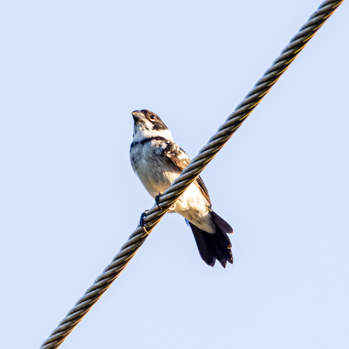 Wing-barred Seedeater - ML637212268