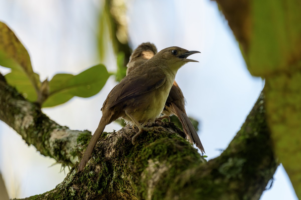 Plain Thornbird - ML637212334