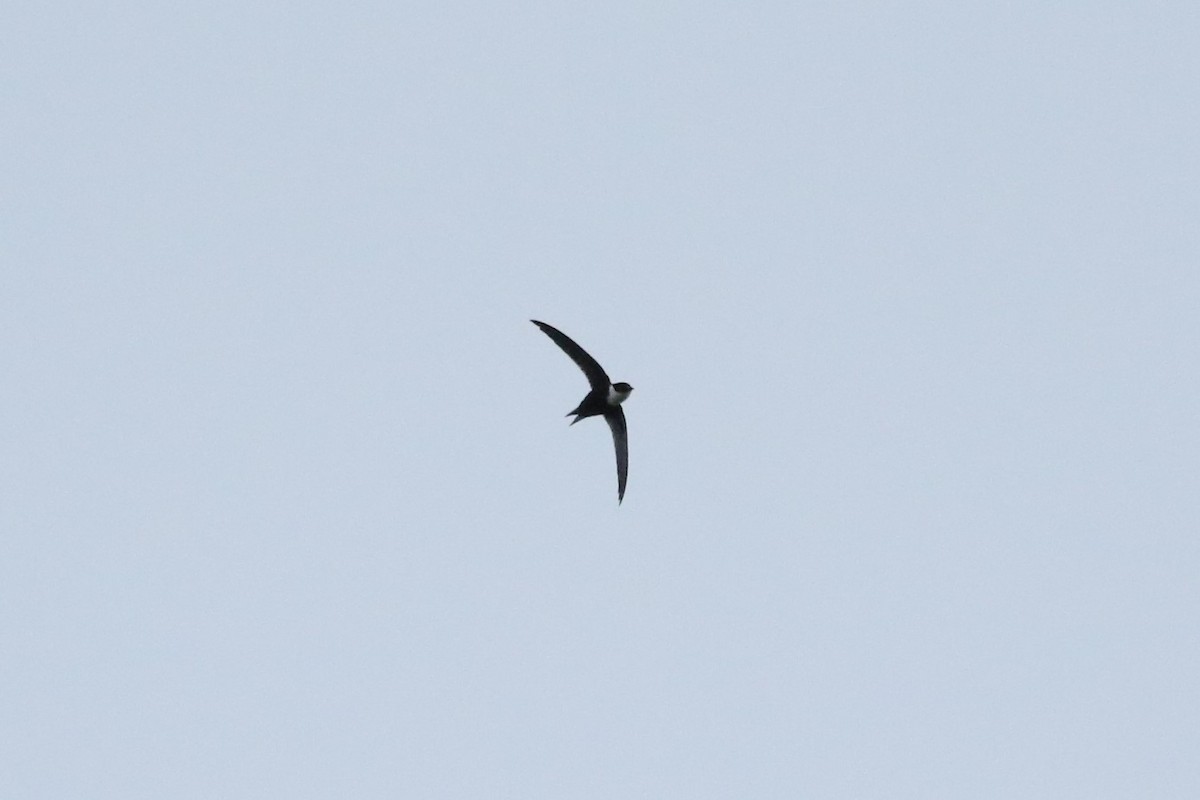 Lesser Swallow-tailed Swift - ML637212484