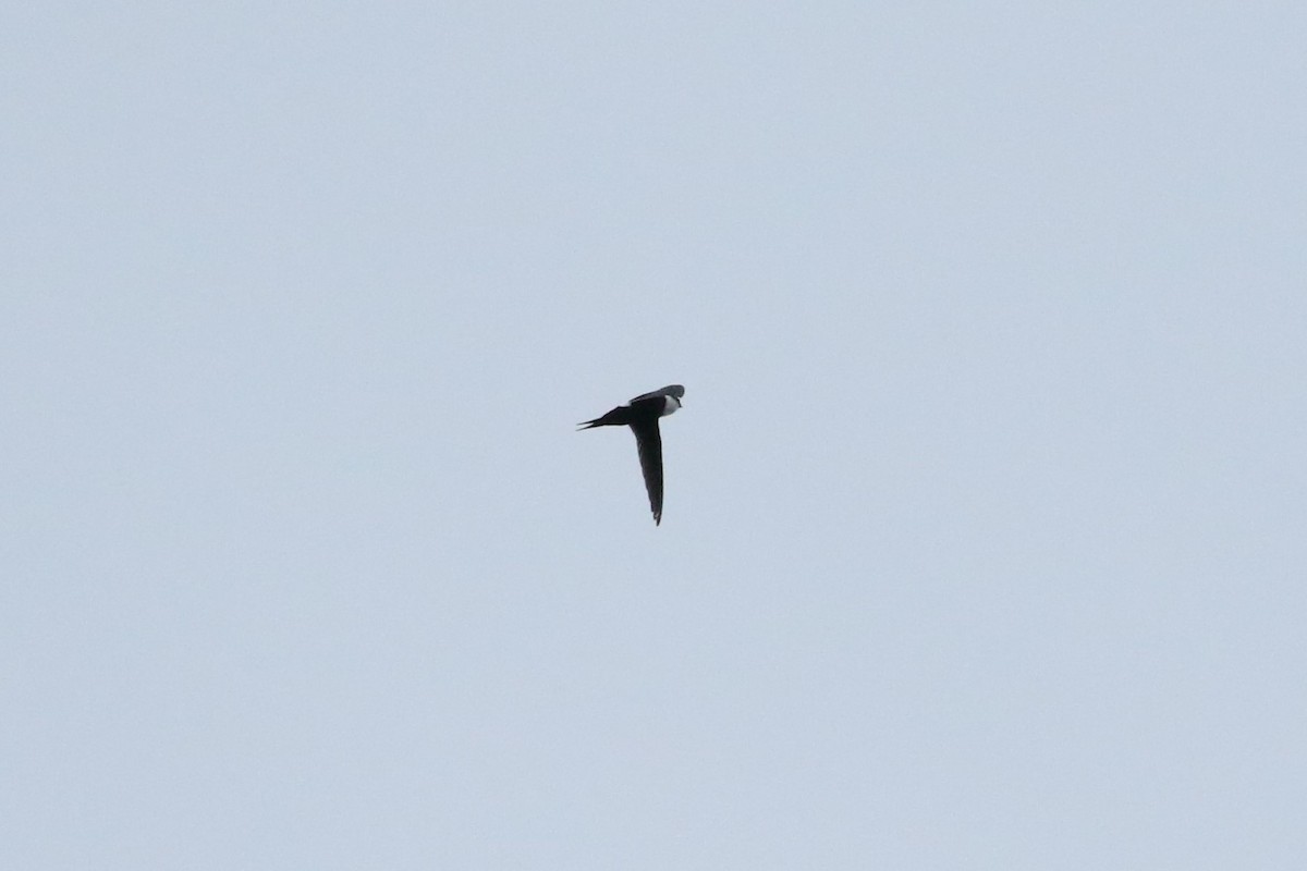 Lesser Swallow-tailed Swift - ML637212486