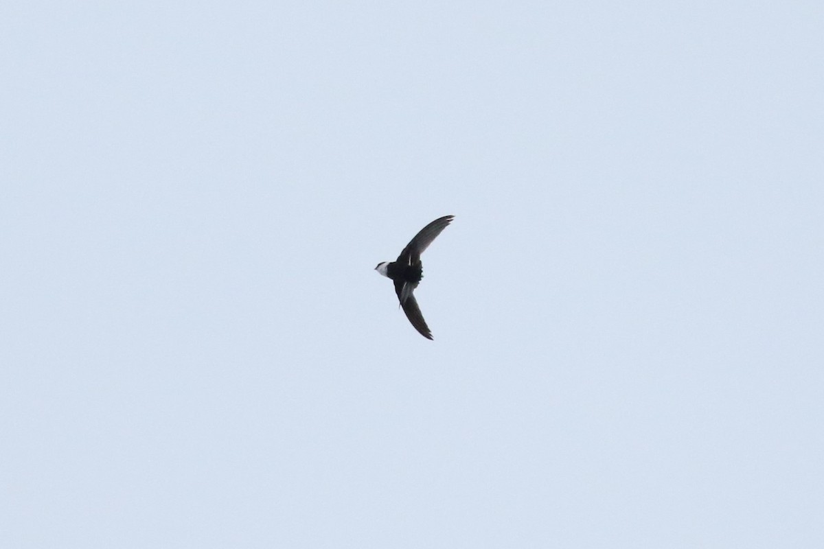 Lesser Swallow-tailed Swift - ML637212487