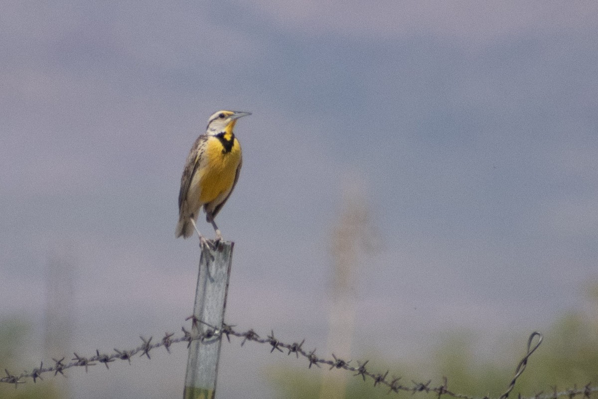 Chihuahuan Meadowlark - ML637212583