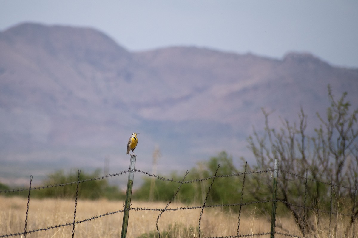 Chihuahuan Meadowlark - ML637212585