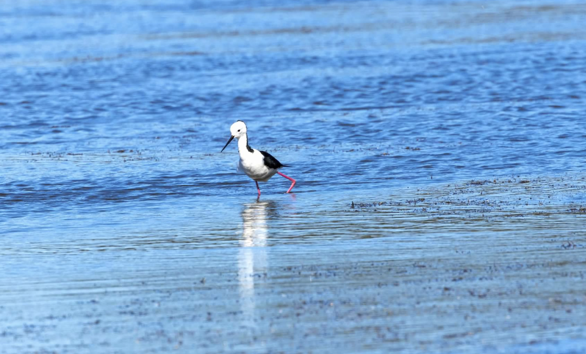 Pied Stilt - ML637212600