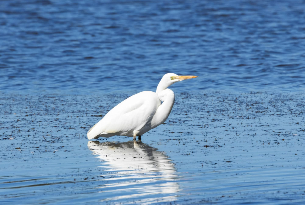 Great Egret - ML637212611
