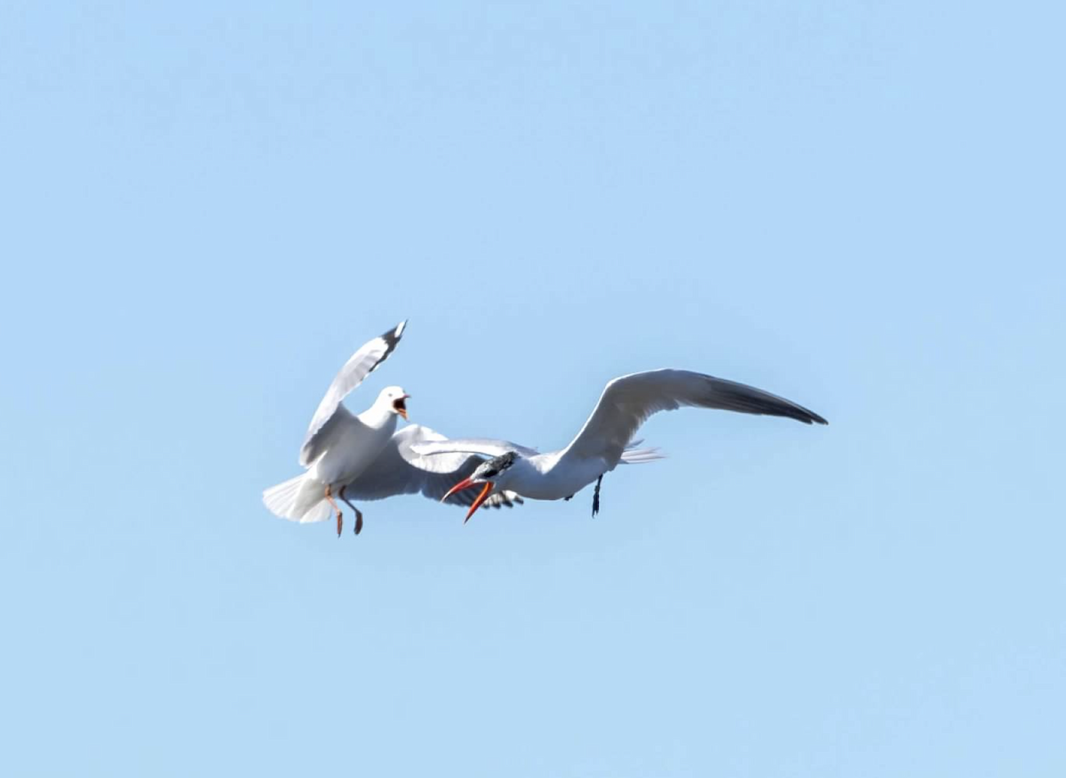 Caspian Tern - ML637212636