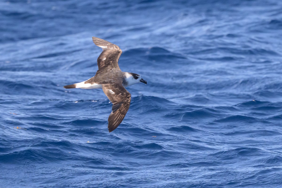 Black-capped Petrel (White-faced) - ML637212639