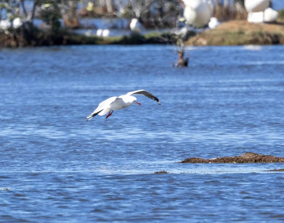 Silver Gull - ML637212642