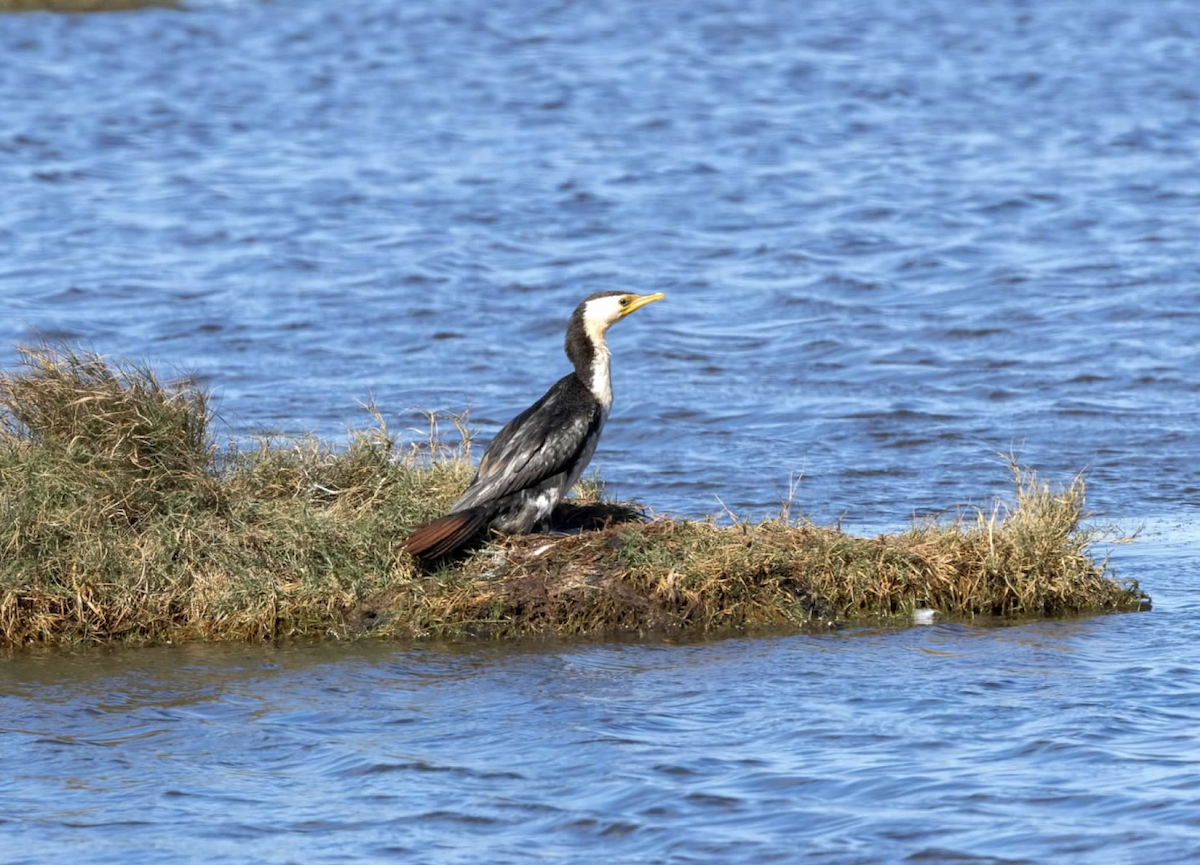 Little Pied Cormorant - ML637212661