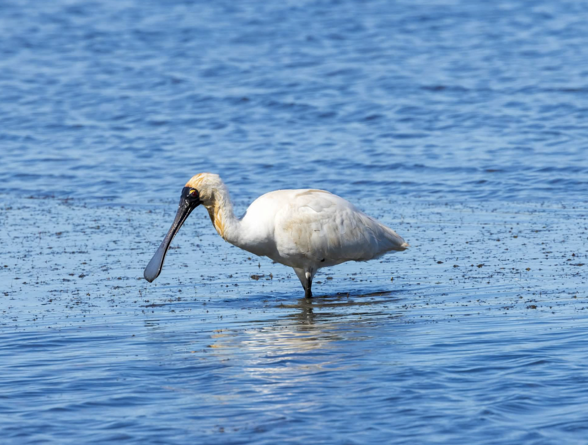 Royal Spoonbill - ML637212676